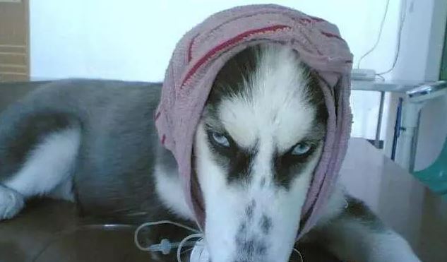 Although it is impossible to predict which breed of dog will have the longest life and live the healthiest, it is true that some breeds of dogs have a lower chance of getting sick