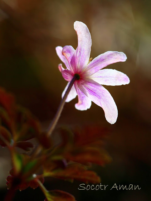 Anemone pseudoaltaica