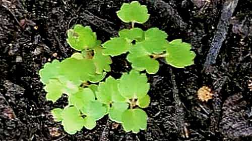 Strawberry Seedlings