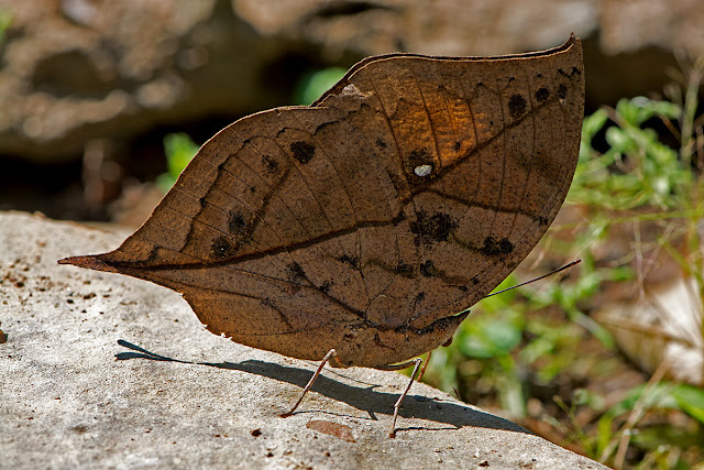 Kallima inachus the Orange Oak Leaf butterfly