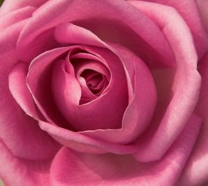 Pink Rose - Appreciation