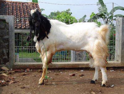 Budidaya Kambing Etawa