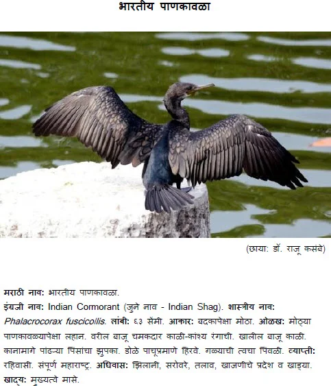 Indian Cormorant - Bharatiy pankavala inforation in marathi