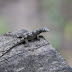 Lagartijas Coloridas en la Cordillera Escalera