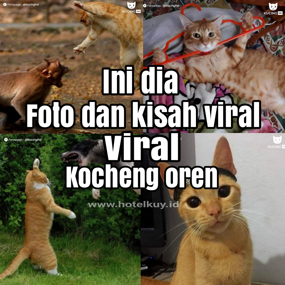 Foto Kucing Oren Imut Majalah Cat Dog