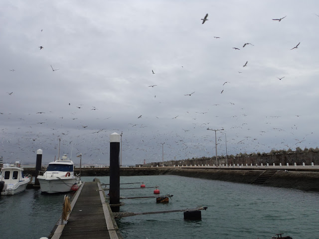 Seaguls population