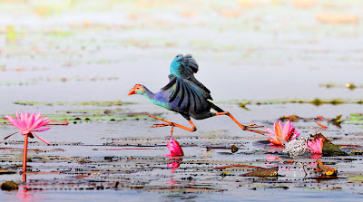 Fotografías de aves exóticas by Sasi Smit (pajarillos de colores)