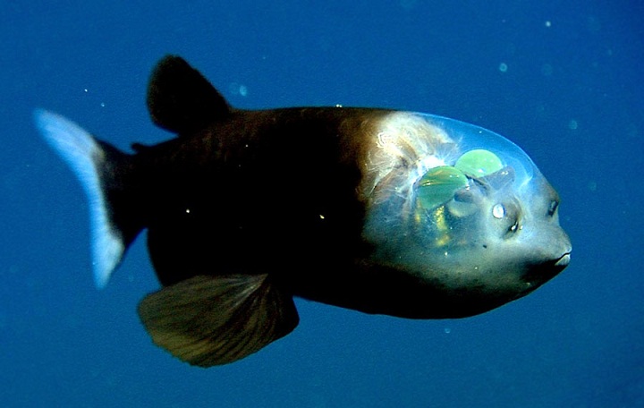 Penemuan Ikan Aneh dengan Kepala Tembus Pandang