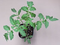 Solanum lycopersicum