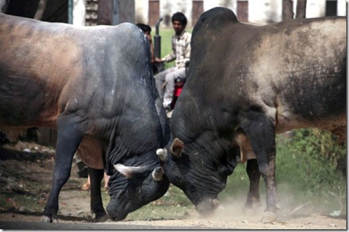 meanwhile_in_india_640_06