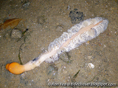 Sea Pen (Pteroeides sp.)