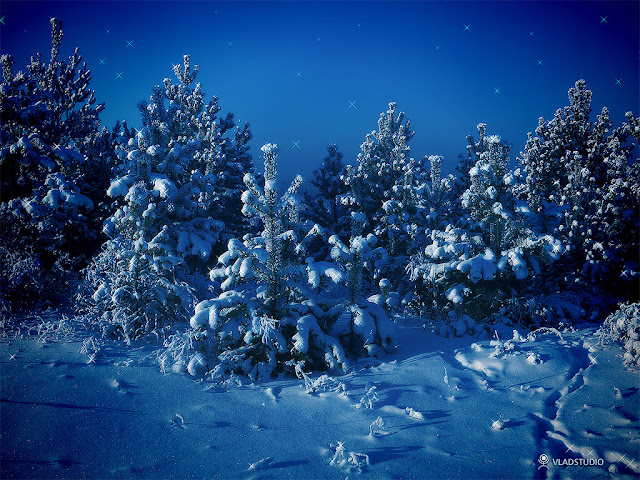 Siberian winter wallpaper vladstudio