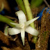 Orchid : Ceratostylis radiata J.J.Sm. 1905 From Rejang Land Sumatra