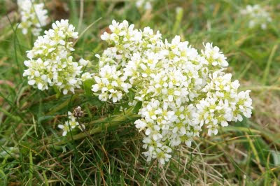 Echt Lepelblad - Leppelblêd - Cochlearia officinalis