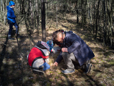  grzyby 2020, grzyby w marcu, grzyby wiosenne, Helvella leucomelaena, Pseudoplectania, baziówka jodłowa, orzechówka wiązkowa, rozszczepka kloszowa, gwiazdosz potrójny