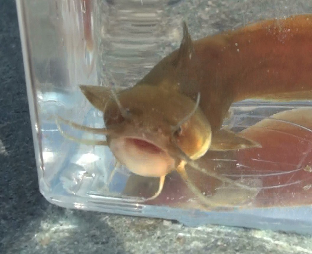 東京淡水魚図鑑 アカザ アカザ科アカザ属
