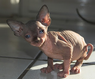 sphynx cat