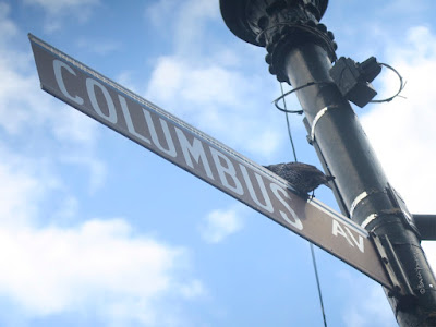 This picture features a European starling perched on a street sign that reads Columbus (which is an avenue on the Upper Westside in NYC).