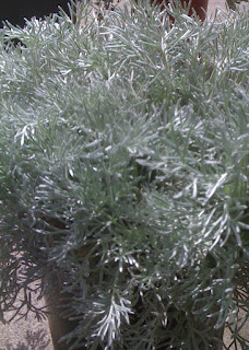 Artemisia pycnocephala