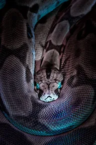 Is python language suitable to learn for children : Linuxmath.tech