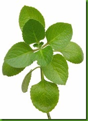 Oregano