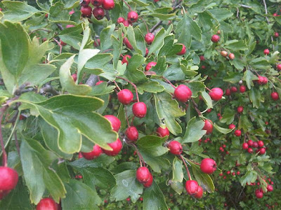Image of hawthorn (Crataegus monnogyna) edible red fruit and distinctive leaves