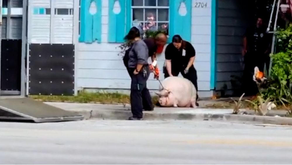 Florida Police Confiscate 180kg Pet Pig