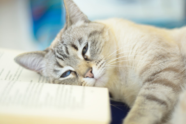 A sleepy cat lies with her head on an open book