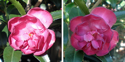 Camellia 'Hienko'