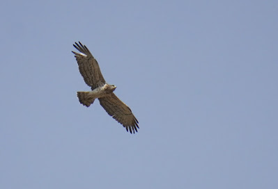 Short-toed-snake-eagle