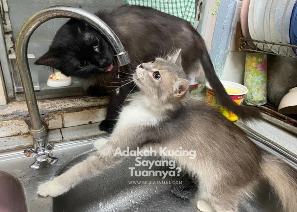 Tanda Kucing Sayang Pemiliknya