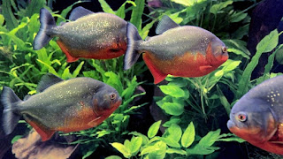 Jenis dan Harga RBP ( Red Belly Piranha )