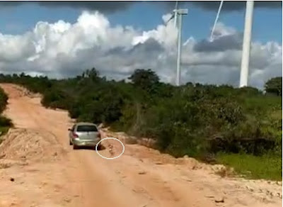 Polícia identifica suspeito de arrastar cachorro em Itarema ...