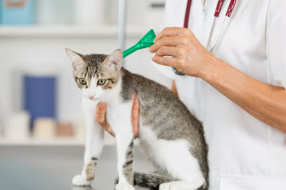 كيفية التخلص من البراغيث عند قطتك ، طرق المكافحة والوقاية من البراغيث في القطط