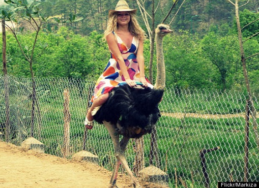 Ostriches