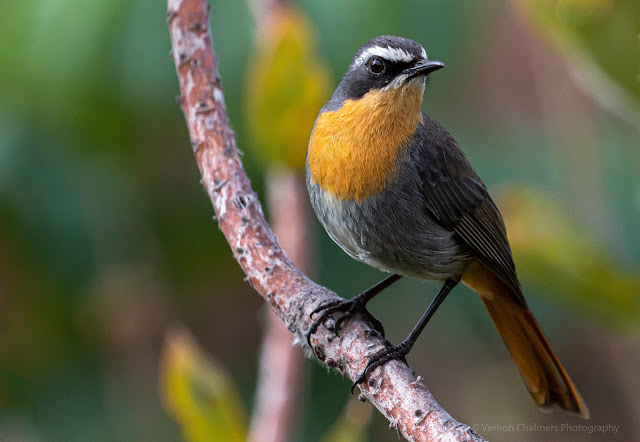 Cape Robin-Chat Kirstenbosch National Botanical Garden Vernon Chalmers Photography