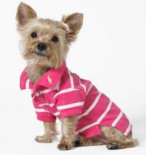 Latest Fashion Trends For Dog