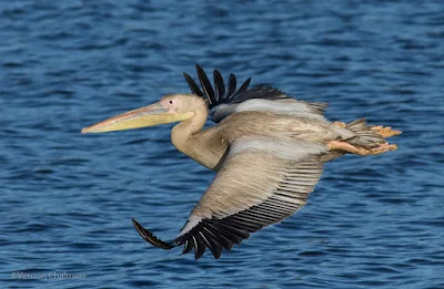 Great White Pelican above the Diep River / Woodbridge Island