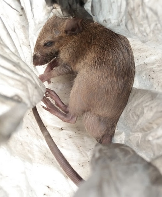 Tikus dan Penyakit Berbahaya yang Ditimbulkannya