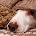 Cuidado con el parvovirus y moquillo; podría afectar a las mascotas debido al frío