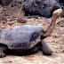 The 10 Rarest Animals In The World