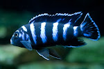 demansoni cichlid