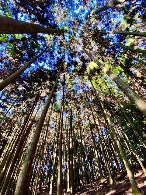 漂亮杉木林