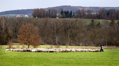 Hirtin und Hirte, unterstützt von zwei Hunden, führen eine Schafherde bei der Pferdereitbahn Frauenfeld auf eine neue Weide.