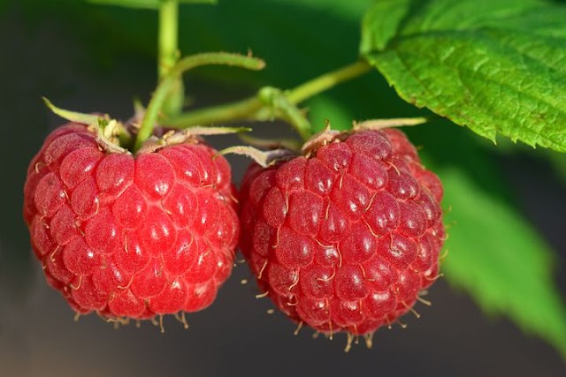 Raspberry: Nutrition and Health Benefits    