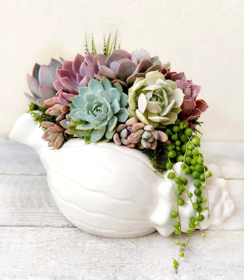 Succulent Arrangement in Shell Planter