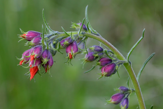 red sharp tips coming out of purple protective coverings