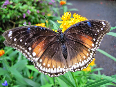 butterfly photo by mbgphoto