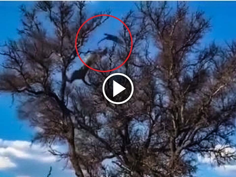  leopard chasing  Monkey on a tree has an interesting ending