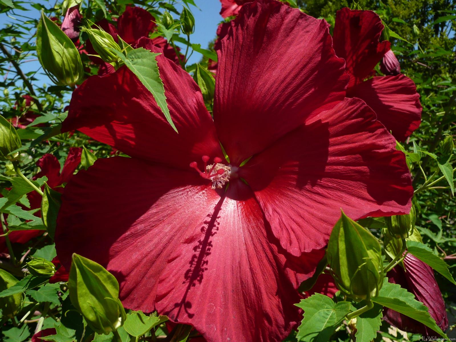 hibiscus flowers wallpaper hibiscus flowers wallpaper hibiscus flowers ...